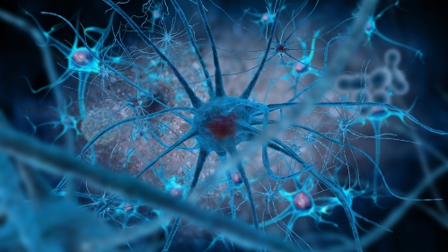 brain cells
