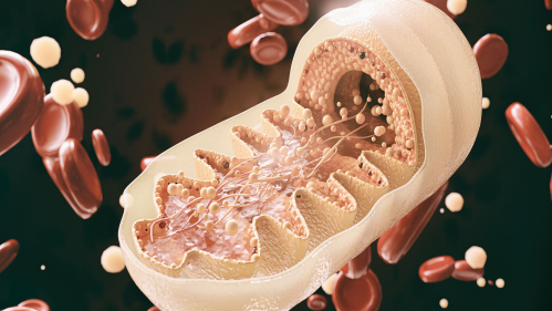 mitochondria