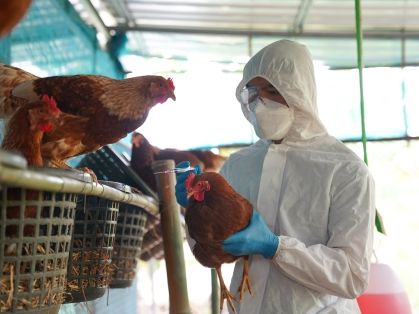 hens with bird flue