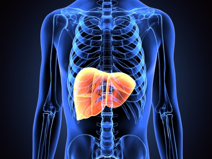 liver in transparent torso