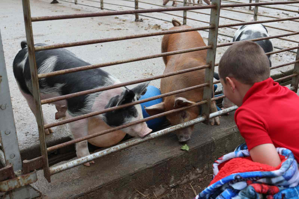 A child checks out young pigs during Rutgers Day on Cook campus.